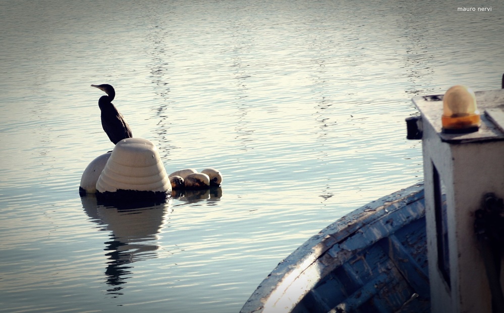 photo "cormorant" tags: reporting, 