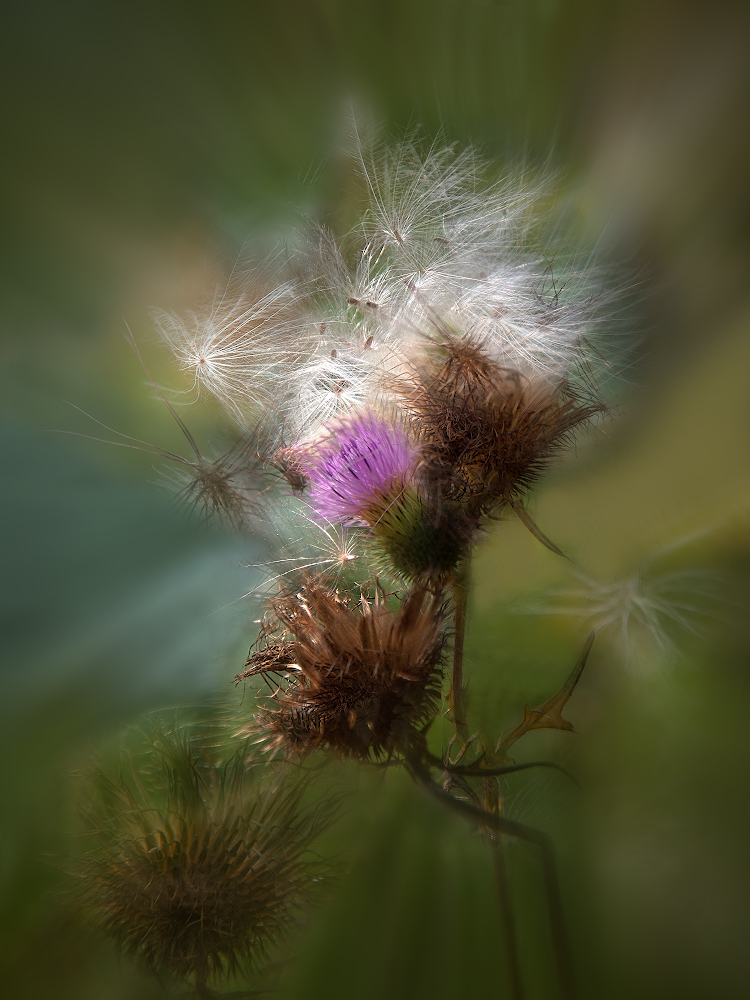 photo "***" tags: macro and close-up, nature, 