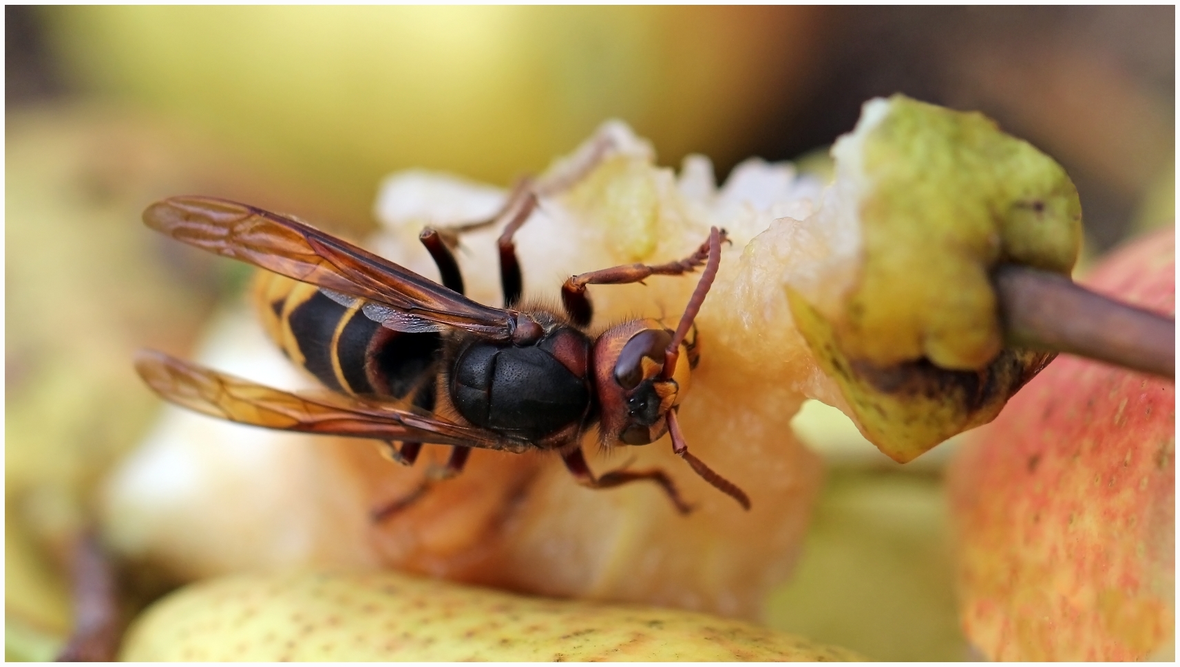 photo "Dessert" tags: nature, macro and close-up, 