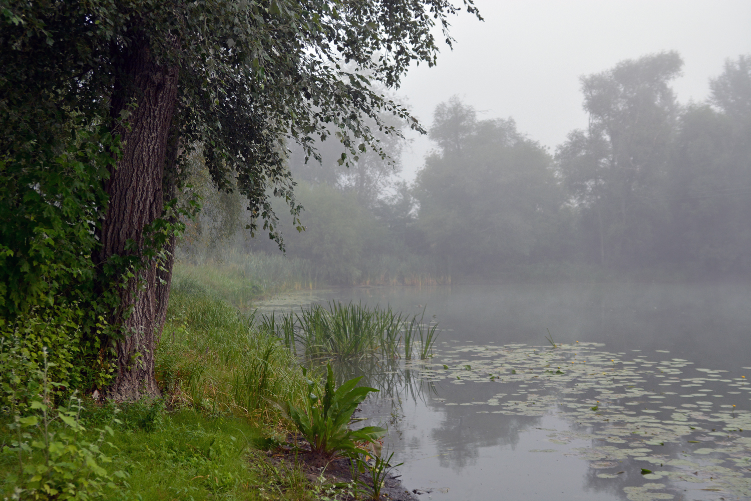 photo "***" tags: landscape, fog, morning, river, water, заводь