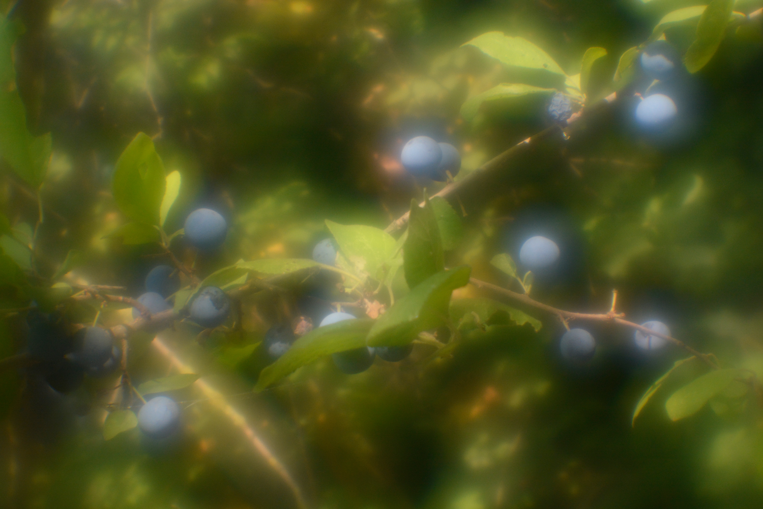 photo "***" tags: nature, монокль, тёрн, ягоды. природа