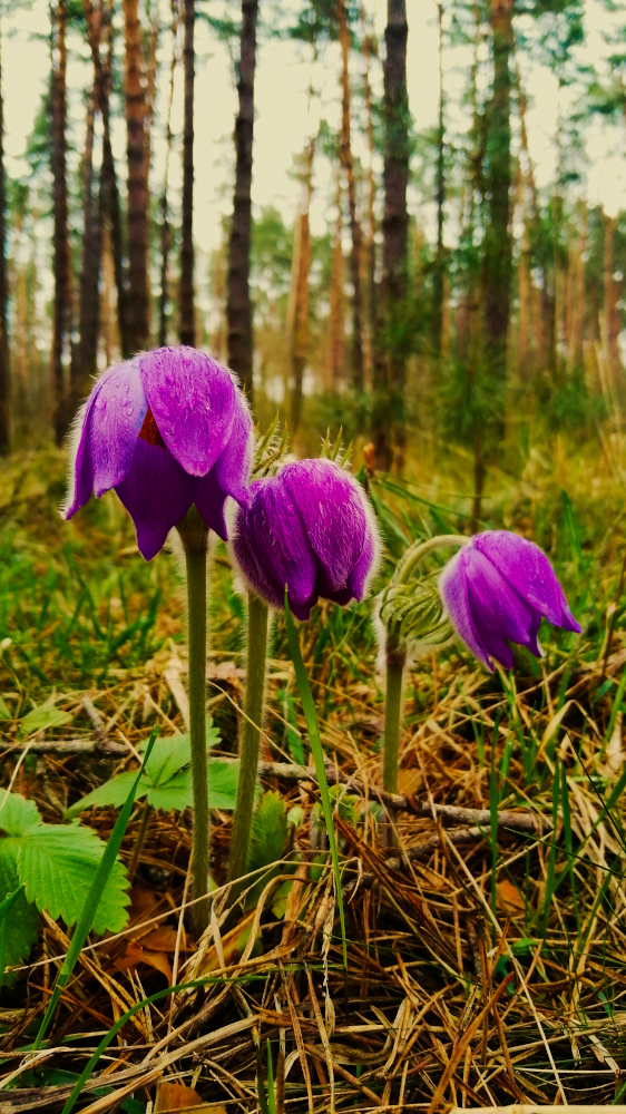 photo "***" tags: nature, 