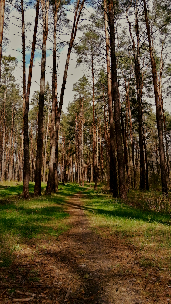 photo "***" tags: nature, 