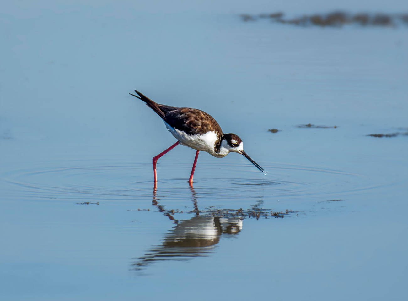 photo "Black-necked Stilt" tags: nature, wild animals bird fish lake