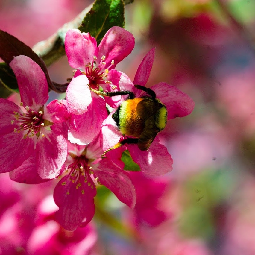 photo "bee on blossom" tags: nature, macro and close-up, insect, macro, nature