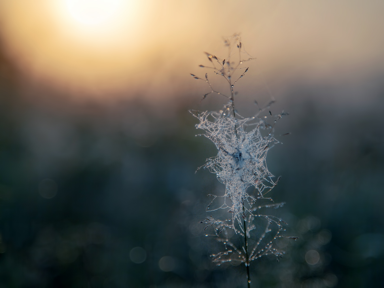 photo "***" tags: macro and close-up, nature, 