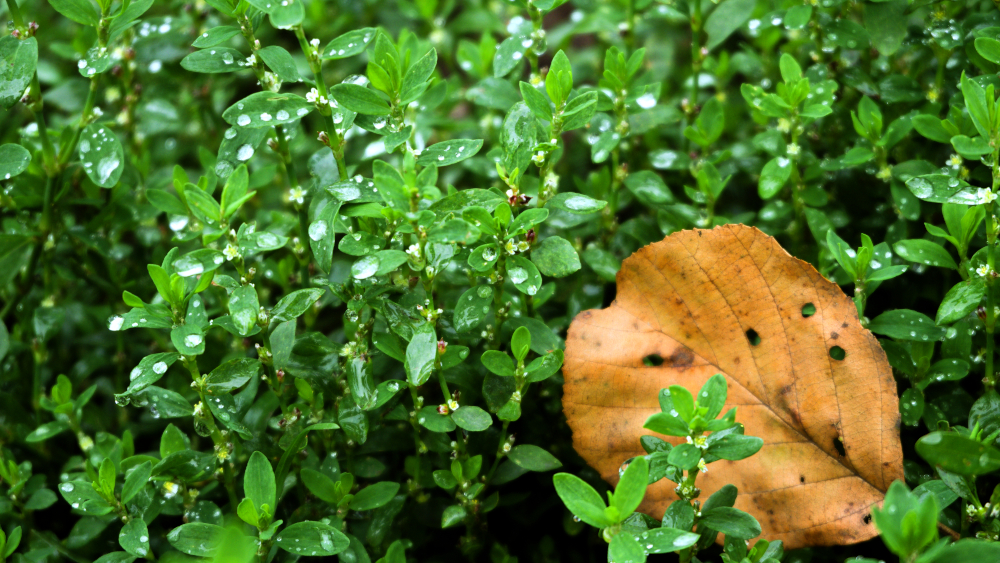 photo "***" tags: nature, 
