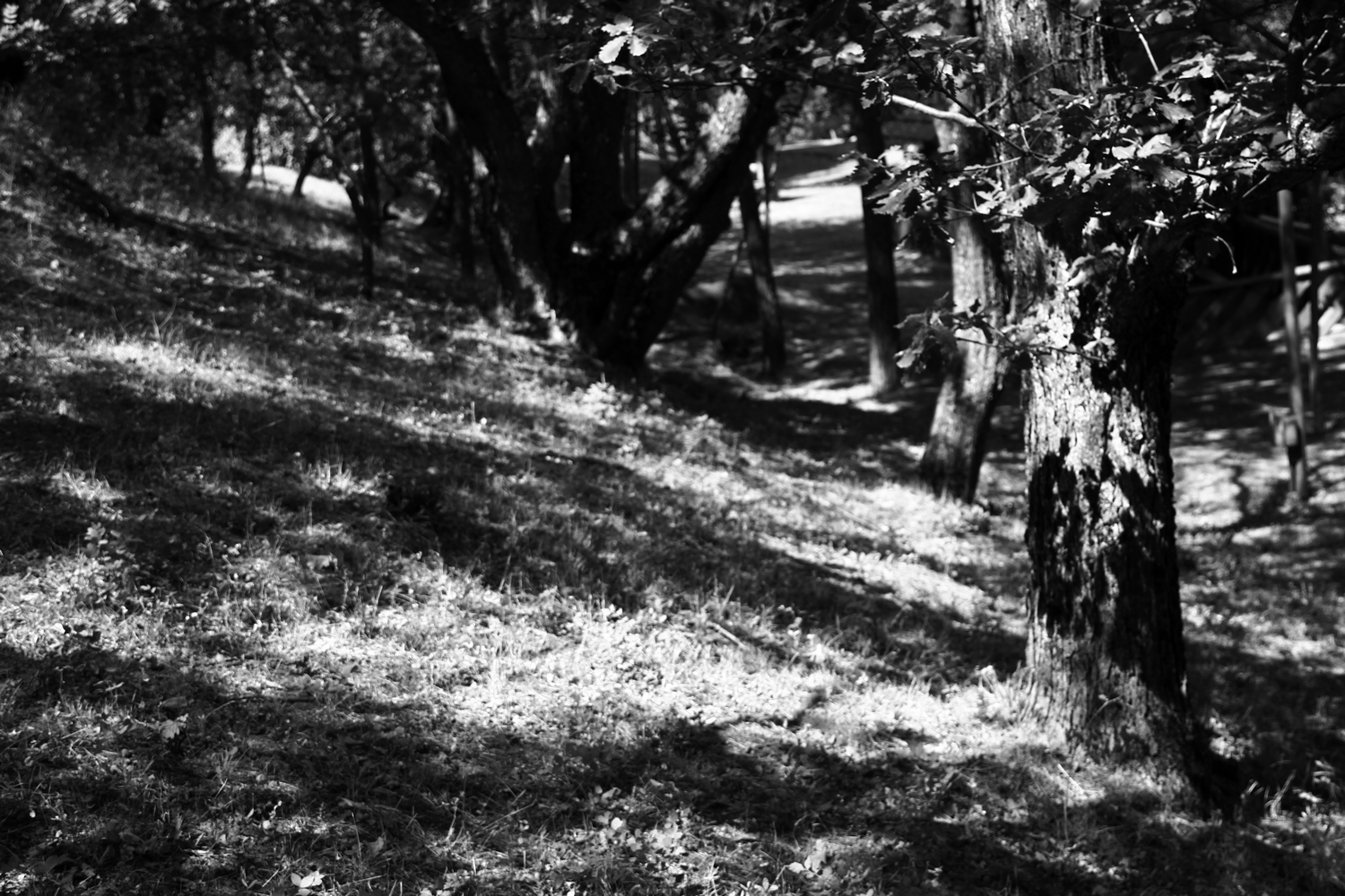 фото "***" метки: природа, черно-белые, 