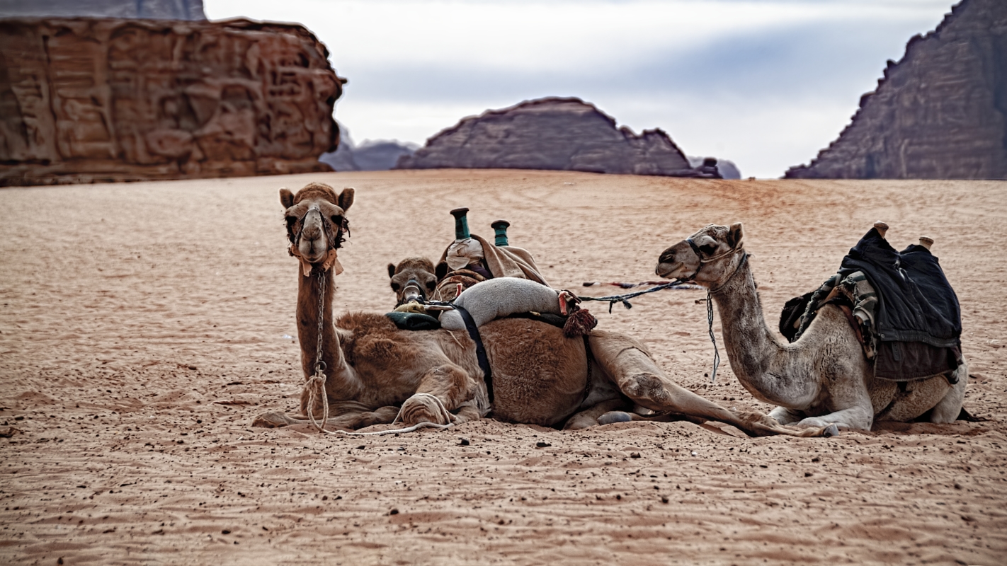 фото "Верблюды на отдыхе" метки: путешествия, 