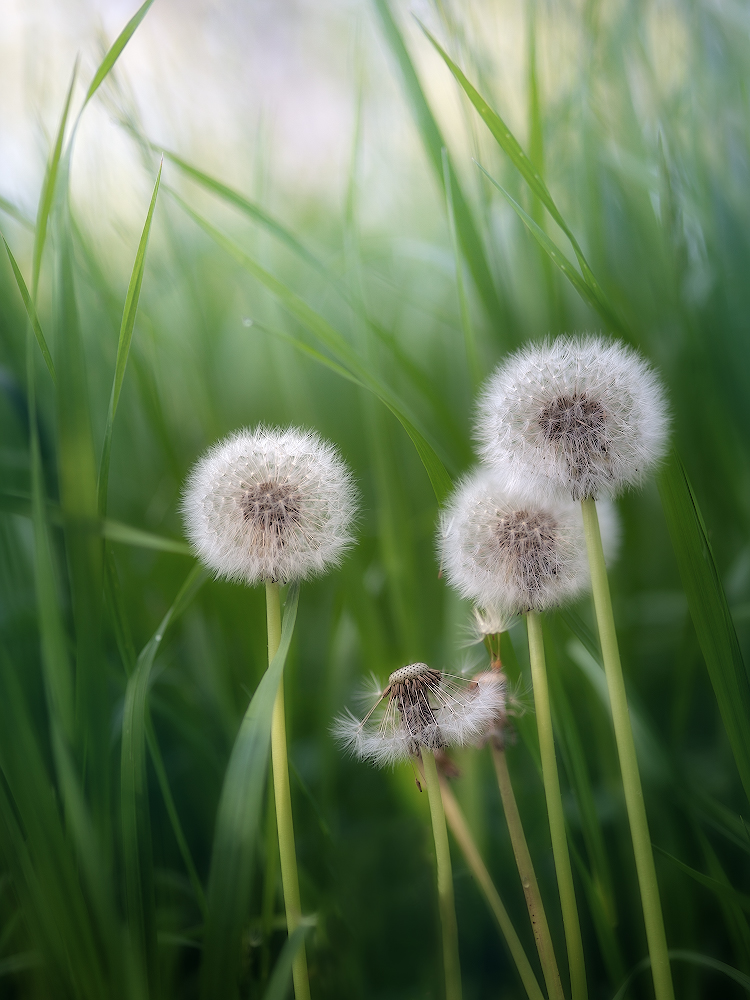 photo "***" tags: nature, macro and close-up, 