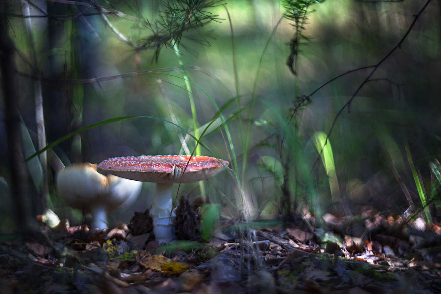 photo "***" tags: macro and close-up, nature, 