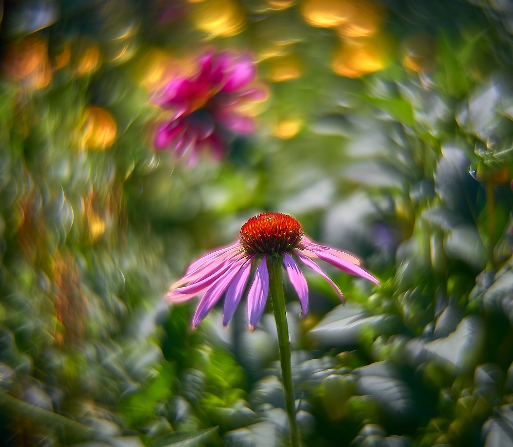 photo "***" tags: nature, 