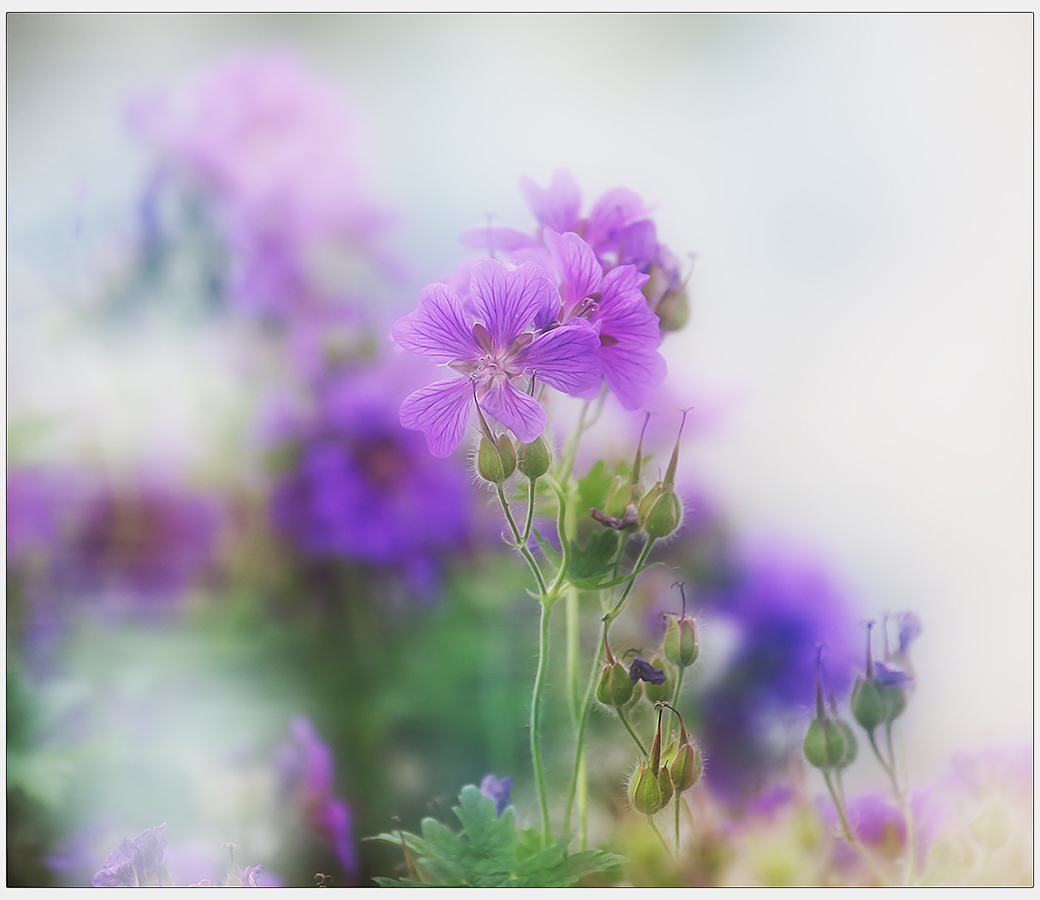 photo "***" tags: nature, macro and close-up, 