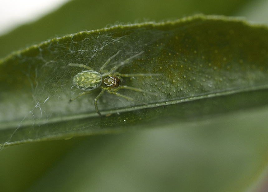 photo "Hiding on a citrus leafe" tags: macro and close-up, nature, reporting, 