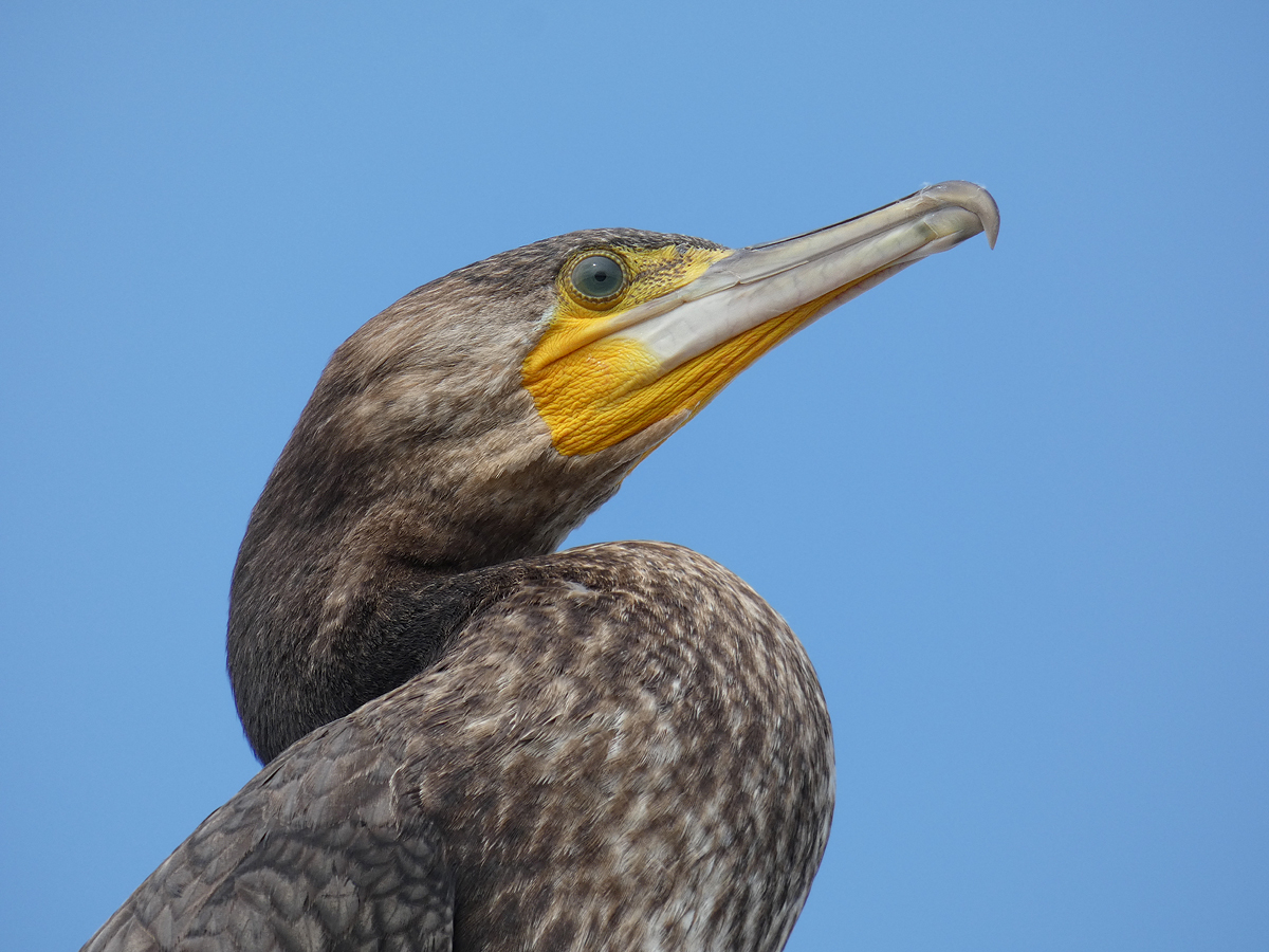 photo "***" tags: macro and close-up, portrait, wild animals