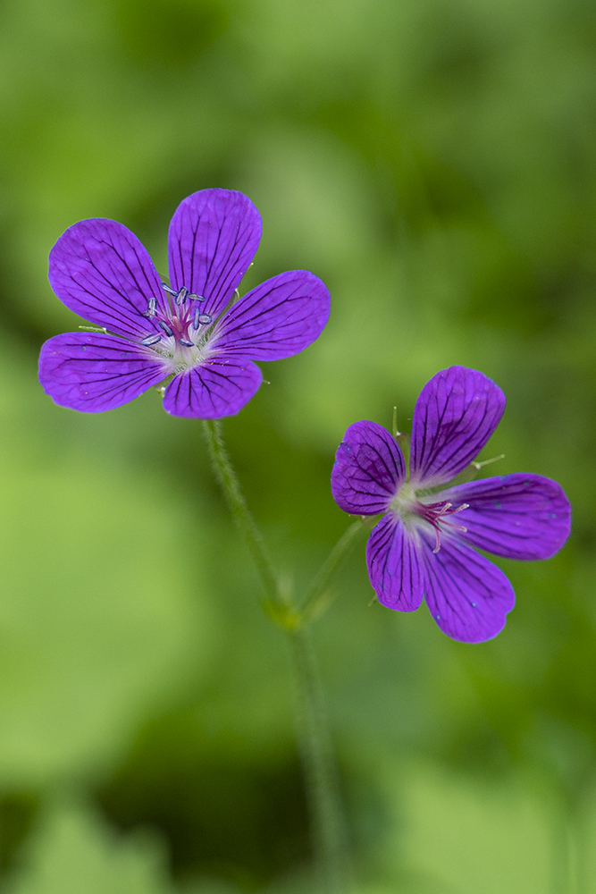 photo "Без названия" tags: nature, 