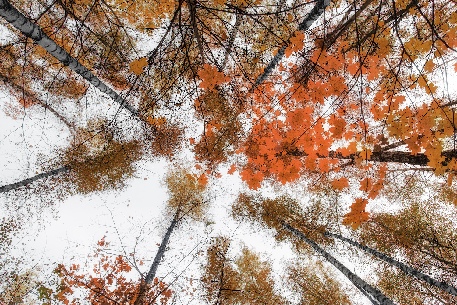 photo "***" tags: nature, 