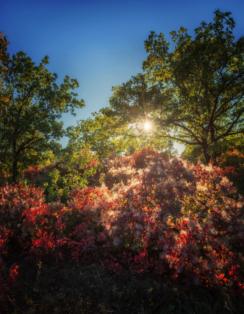 photo "Sunny" tags: landscape, nature, autumn, sky, sun, деревья, кусты