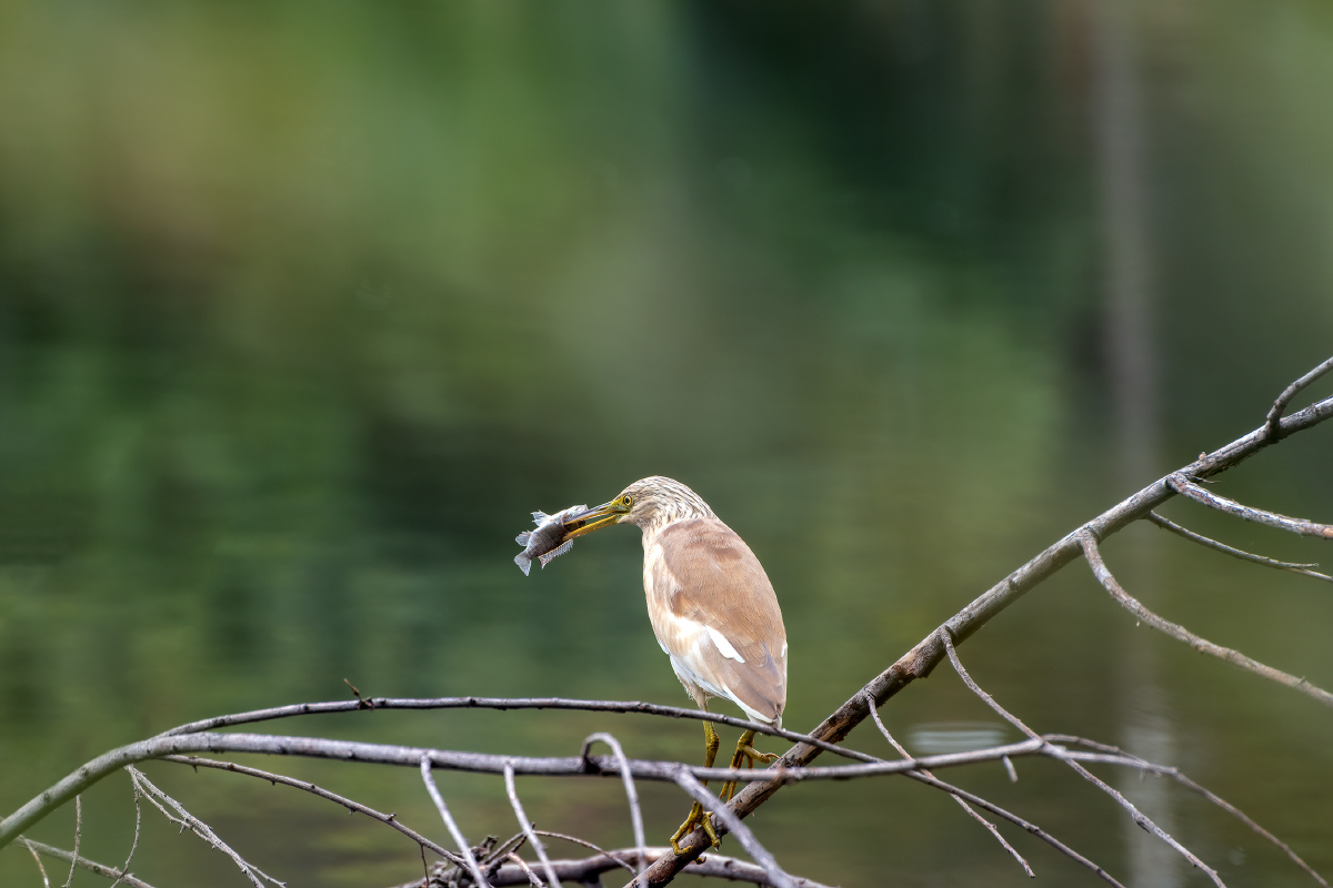 photo "***" tags: nature, Желтая цапля. Озеро Карасун.