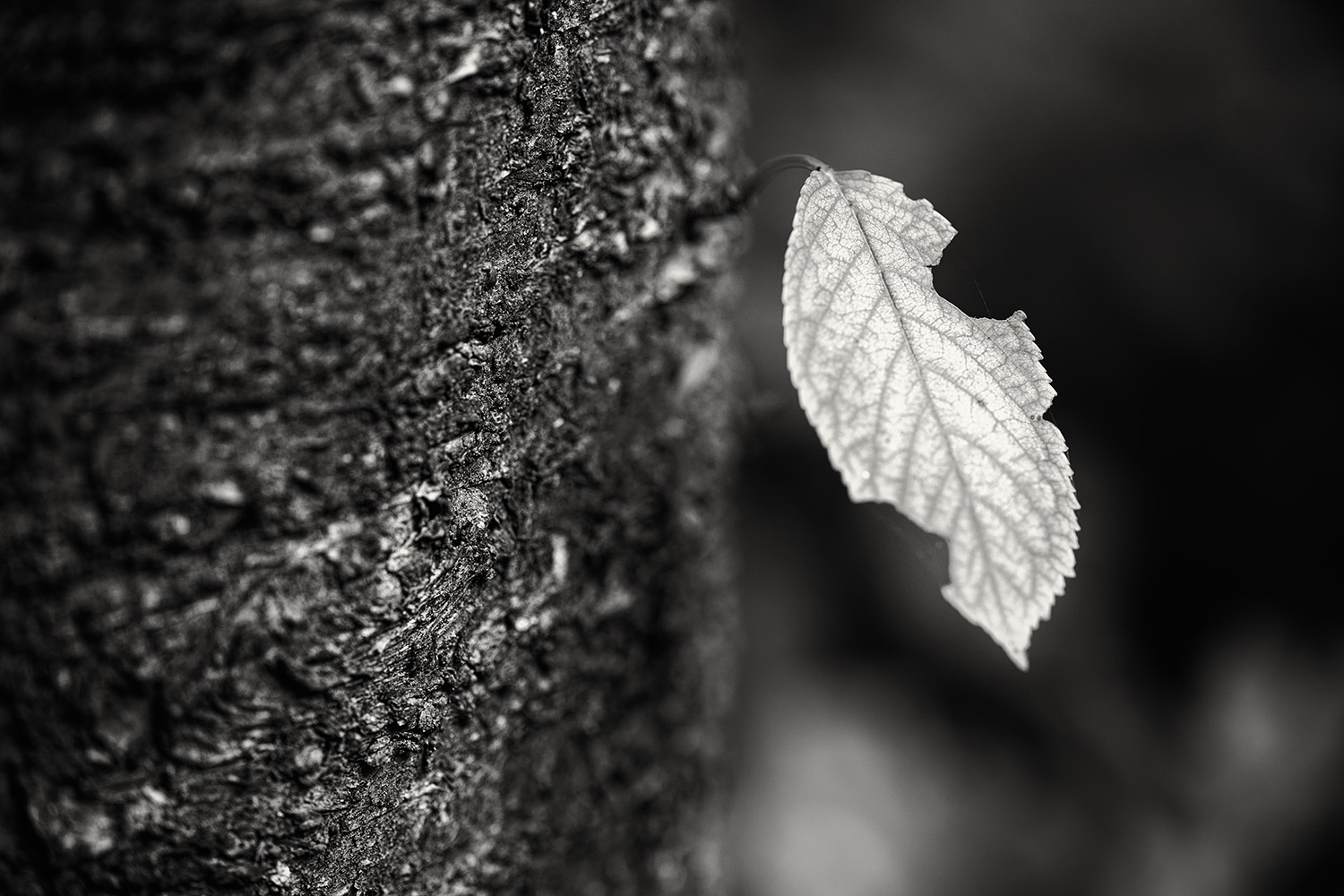 photo "the last leaf" tags: nature, black&white, Europe, autumn