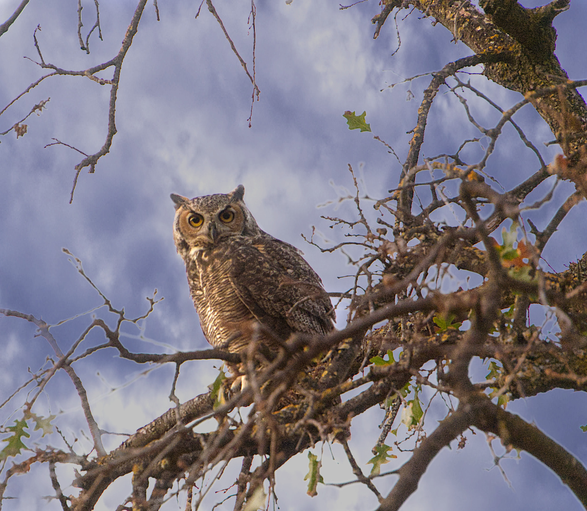 photo "OWL" tags: nature, Owl, сова