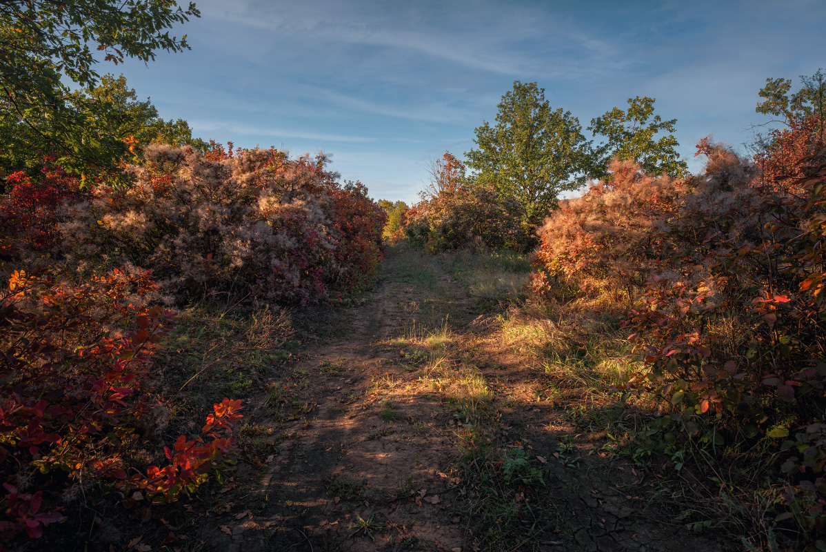 photo "Autumn lane" tags: landscape, nature, autumn, деревья, кусты, просёлок, просёлочная дорога