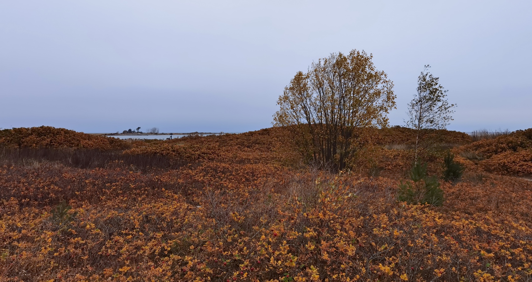 photo "Autumn at the end of the earth. Cape Purekkari. Estonia" tags: travel, 