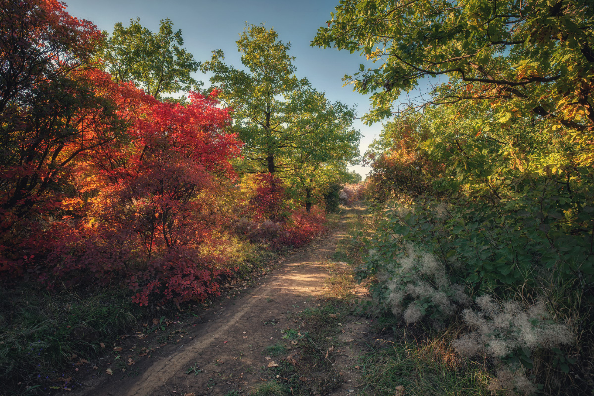 фото "Просёлок" метки: пейзаж, природа, осень, просёлок, просёлочная дорога