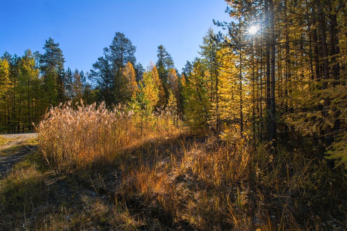 фото "Осенний лес" метки: пейзаж, 
