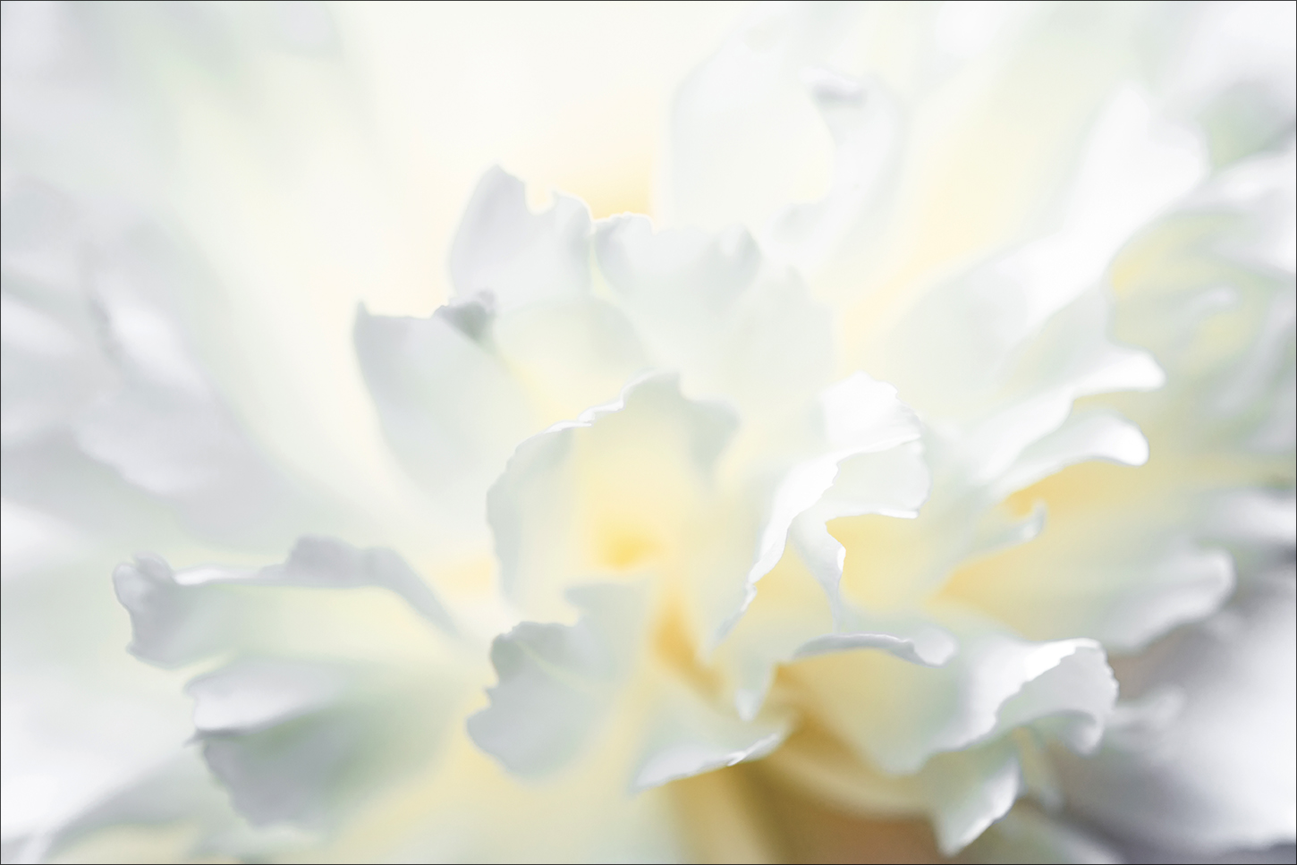 фото "Еще совсем недавно было лето" метки: макро и крупный план, белый, лепестки, лето, пион, цветок