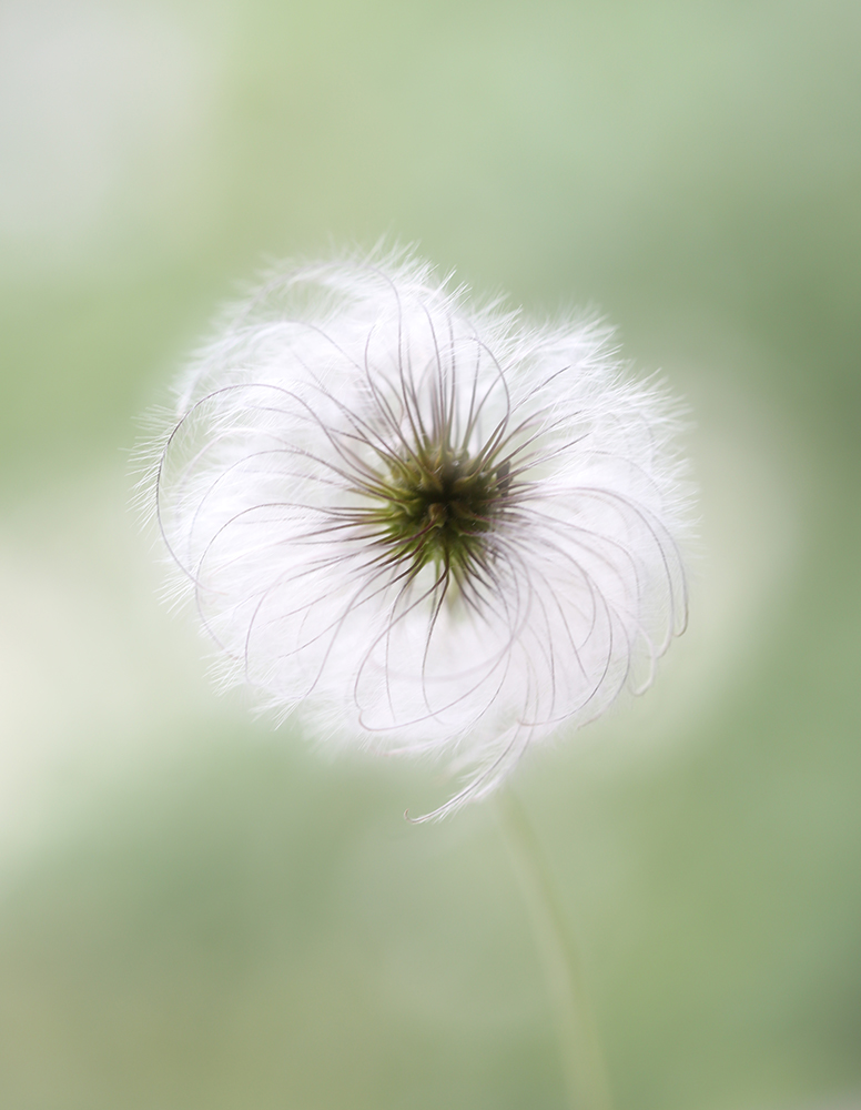 photo "***" tags: macro and close-up, 