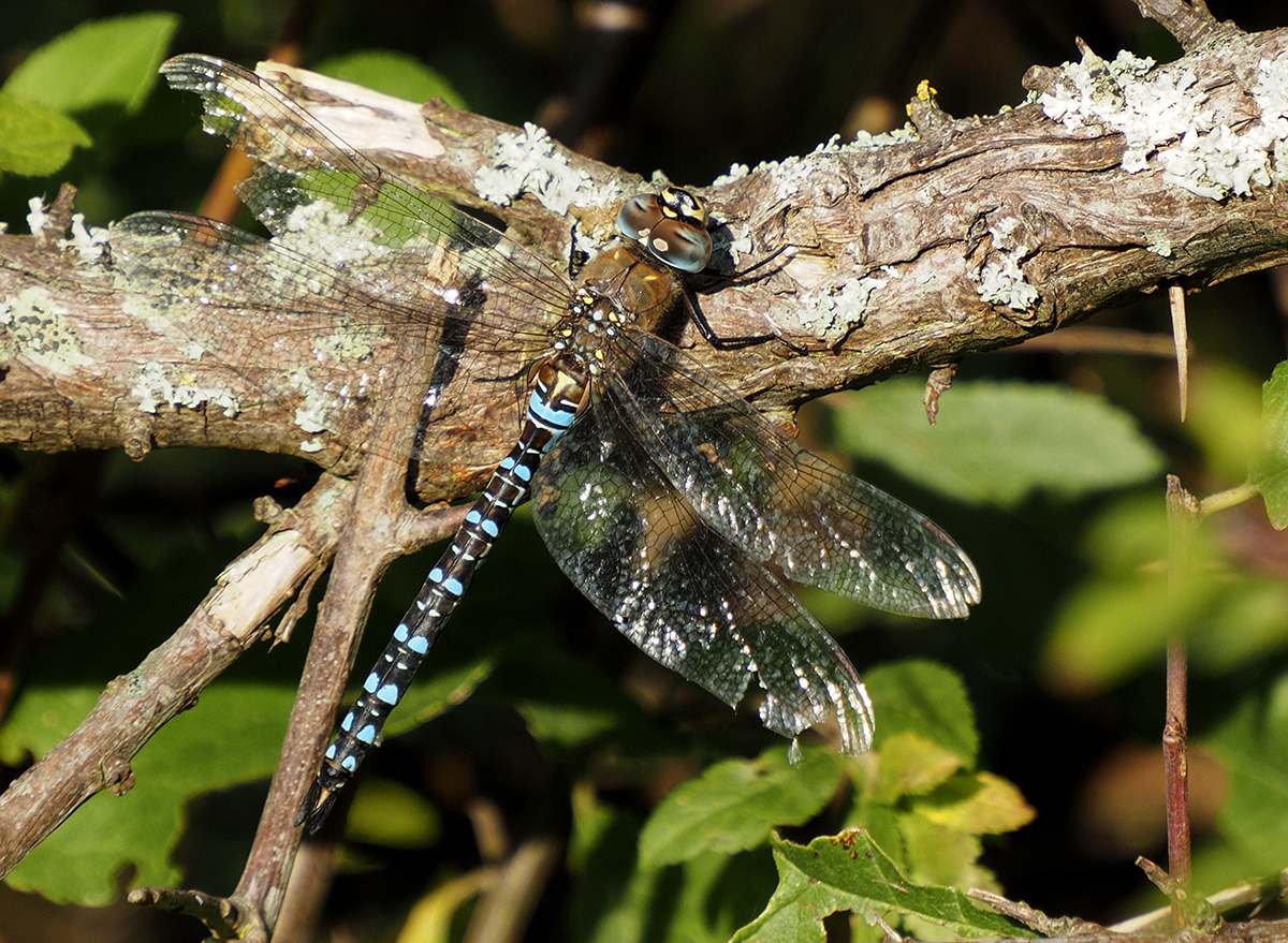 photo "Dragonfly on pension" tags: nature, macro and close-up, reporting, 
