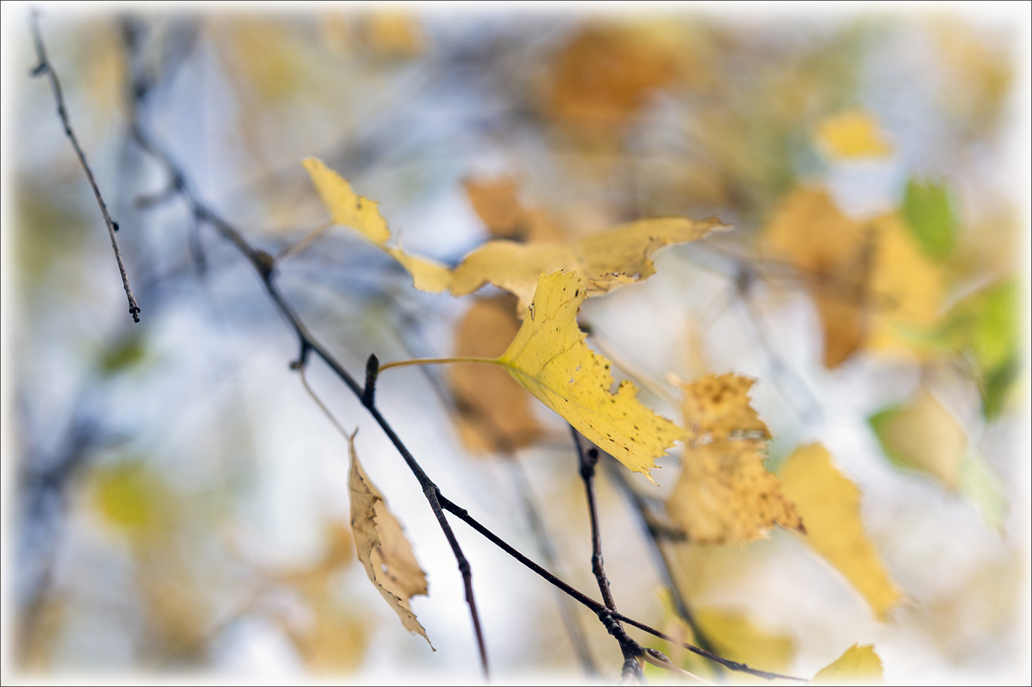 photo "***" tags: macro and close-up, autumn, ветви березы, желтые листья