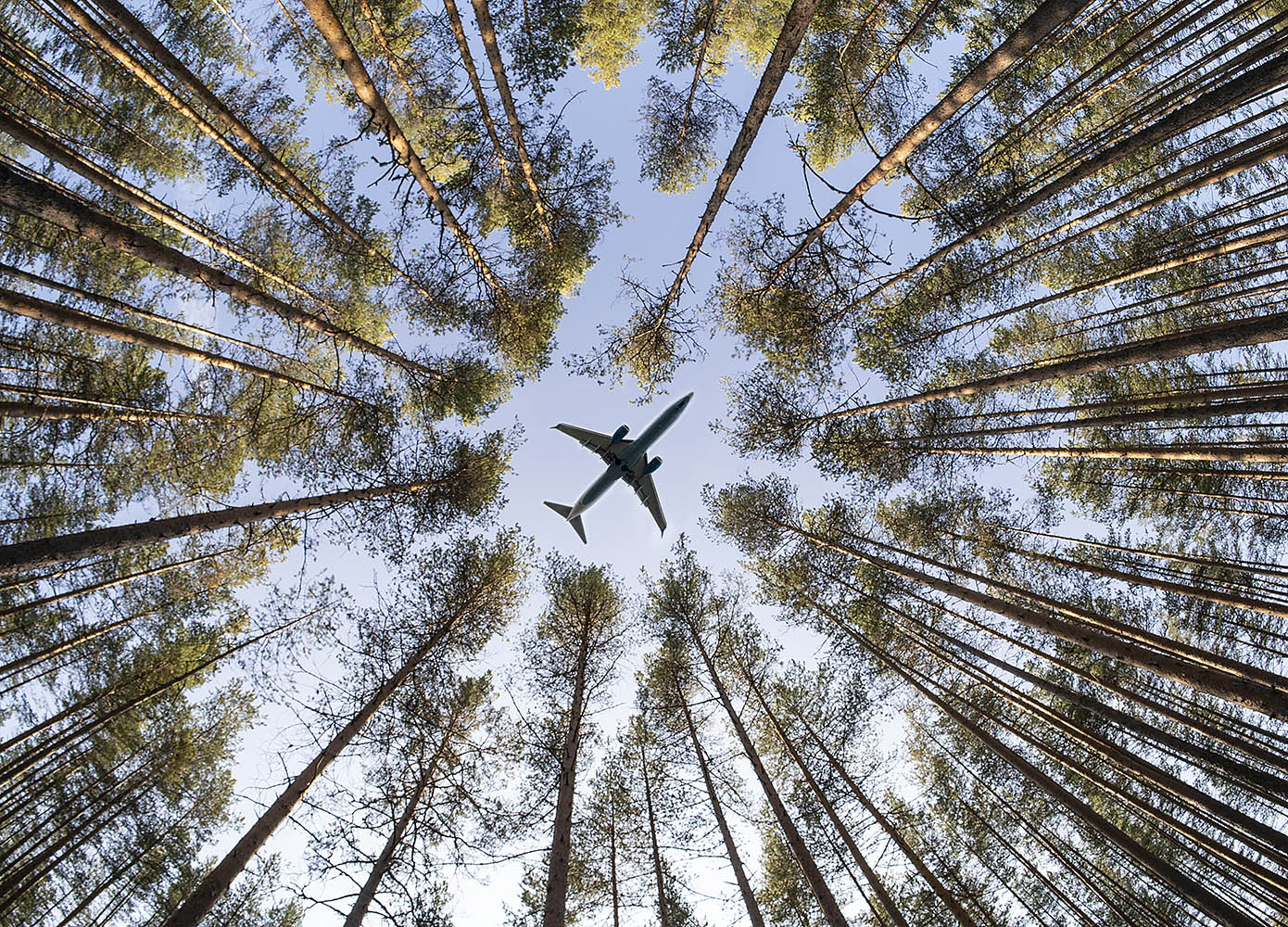 фото "В лесу." метки: путешествия, фотомонтаж, 