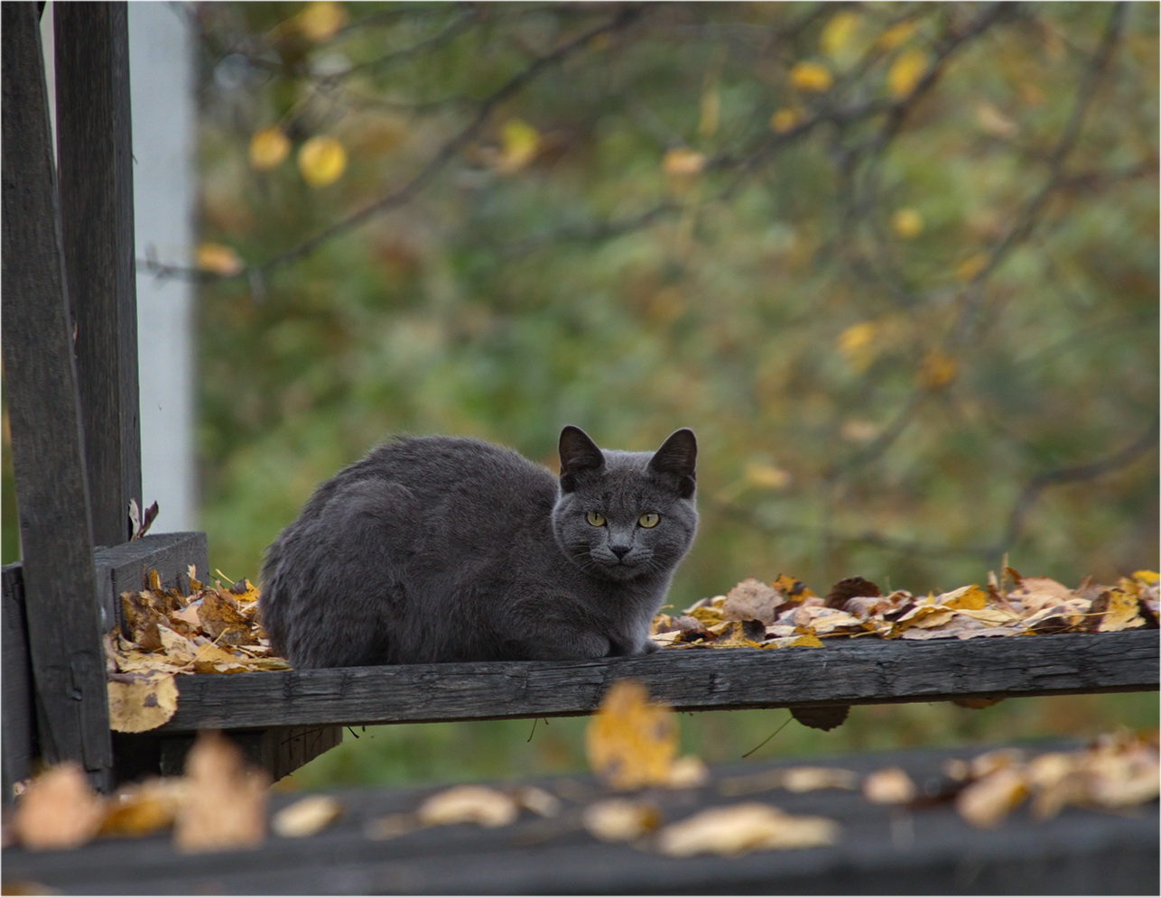 фото "Осенний котик ..." метки: город, 