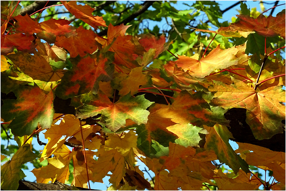 photo "Autumn color ..." tags: nature, 