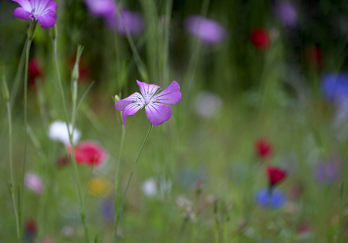 photo "***" tags: nature, 