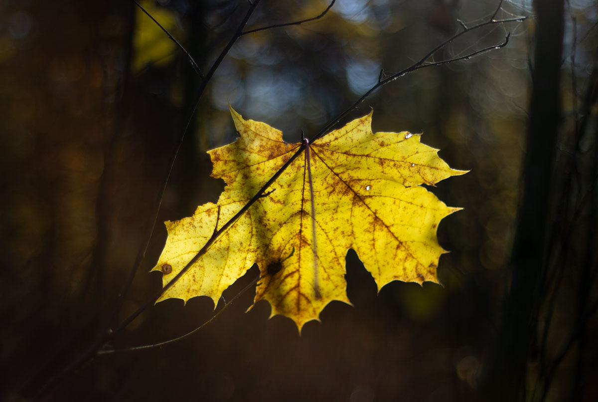 photo "***" tags: nature, macro and close-up, misc., 