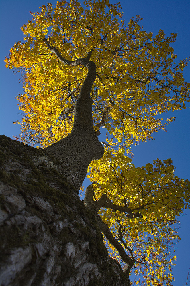 photo "***" tags: nature, 