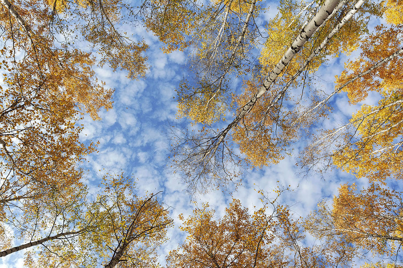 photo "***" tags: nature, autumn, clouds, sky, желтые березы