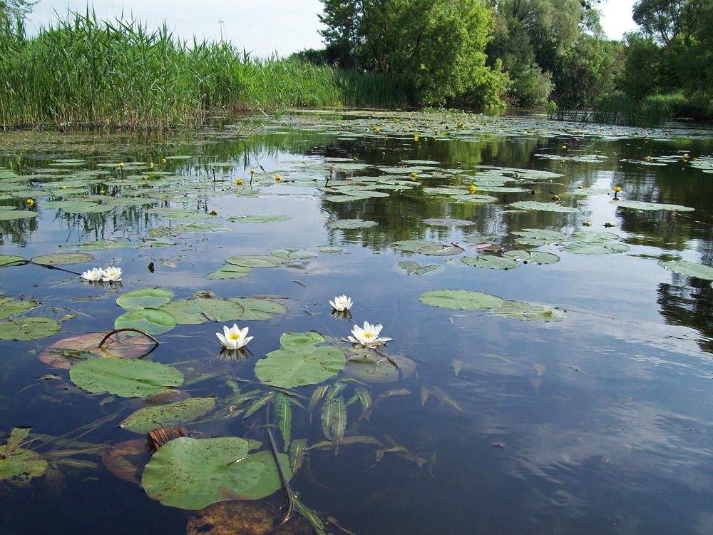 photo "***" tags: landscape, river, summer, Ворскла, лилии