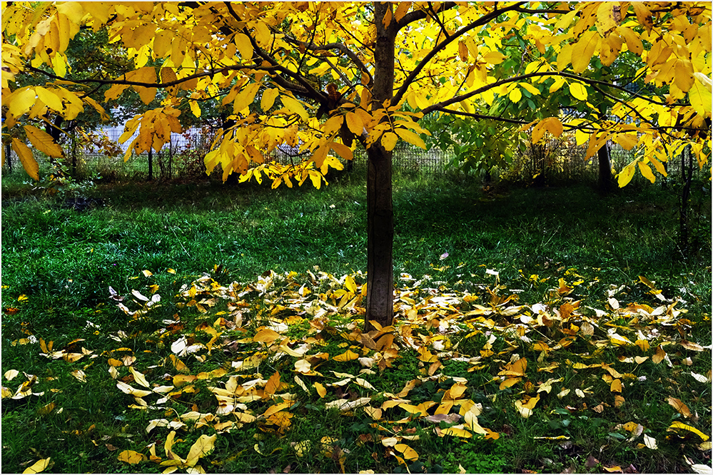 photo "The colors of autumn ..." tags: nature, landscape, 