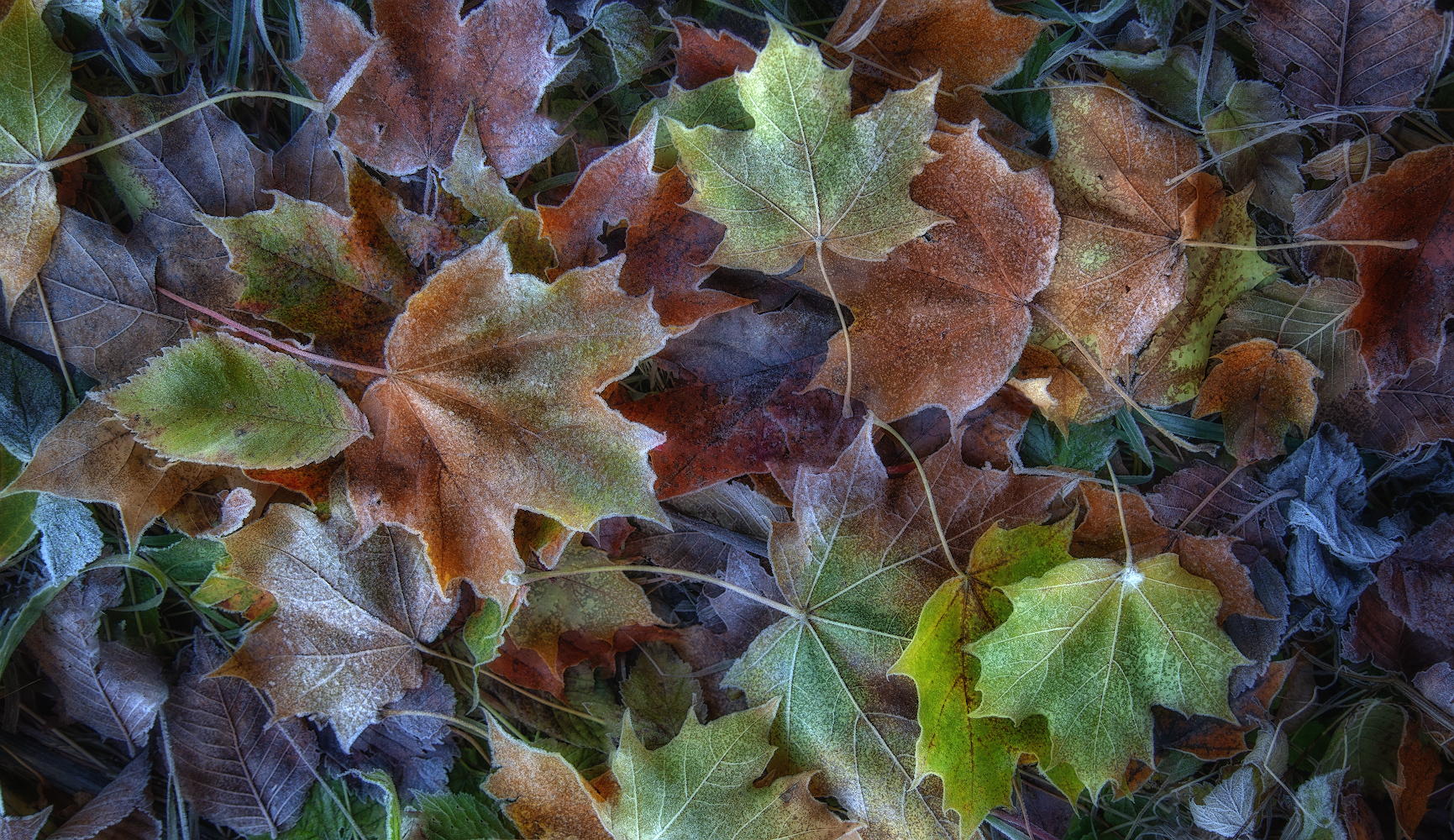 photo "***" tags: nature, macro and close-up, 