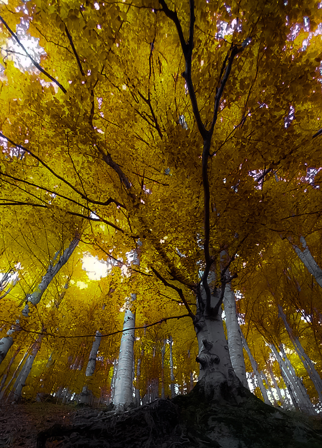 фото "***" метки: природа, forest