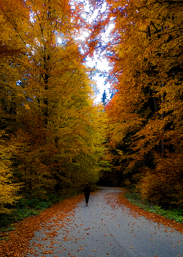 photo "***" tags: nature, forest