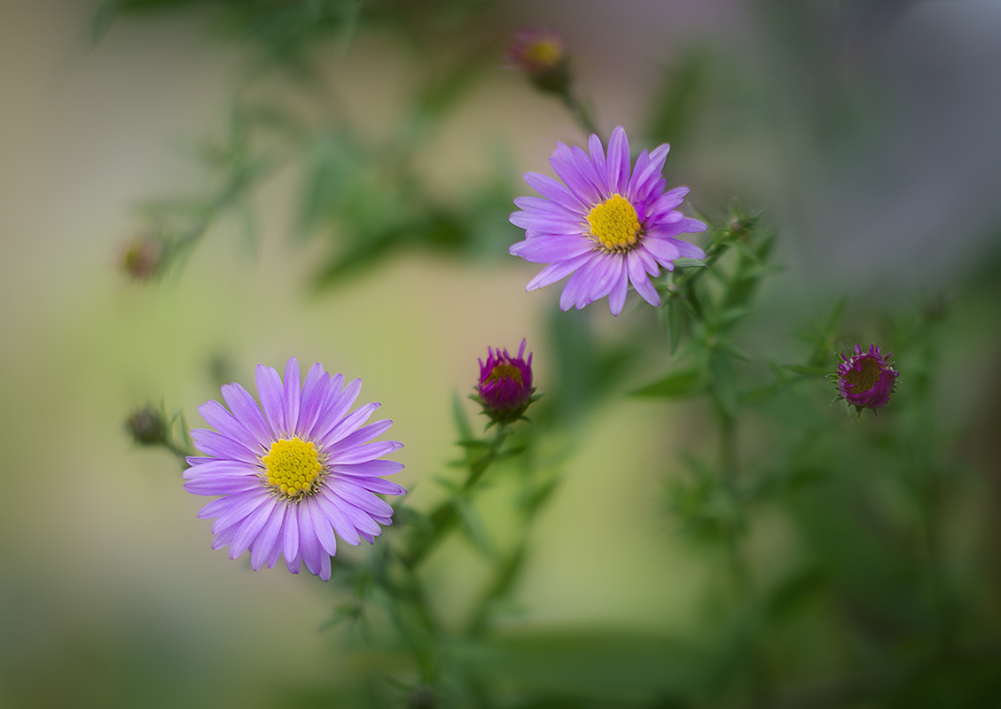 photo "***" tags: macro and close-up, 