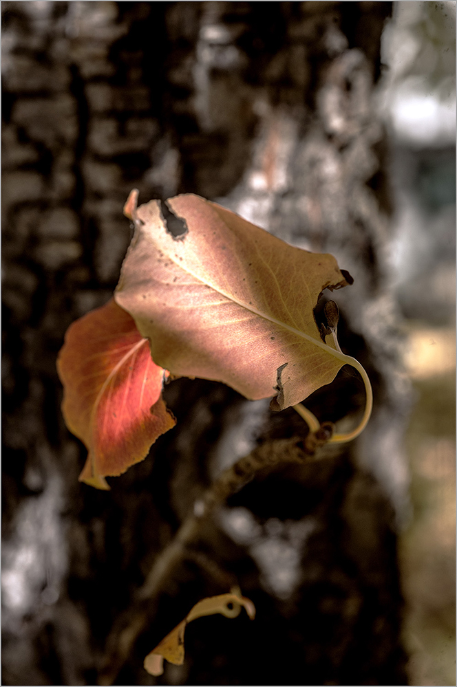 photo "Autumn color ..." tags: still life, 