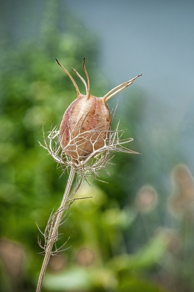 photo "After Blooming" tags: macro and close-up, 