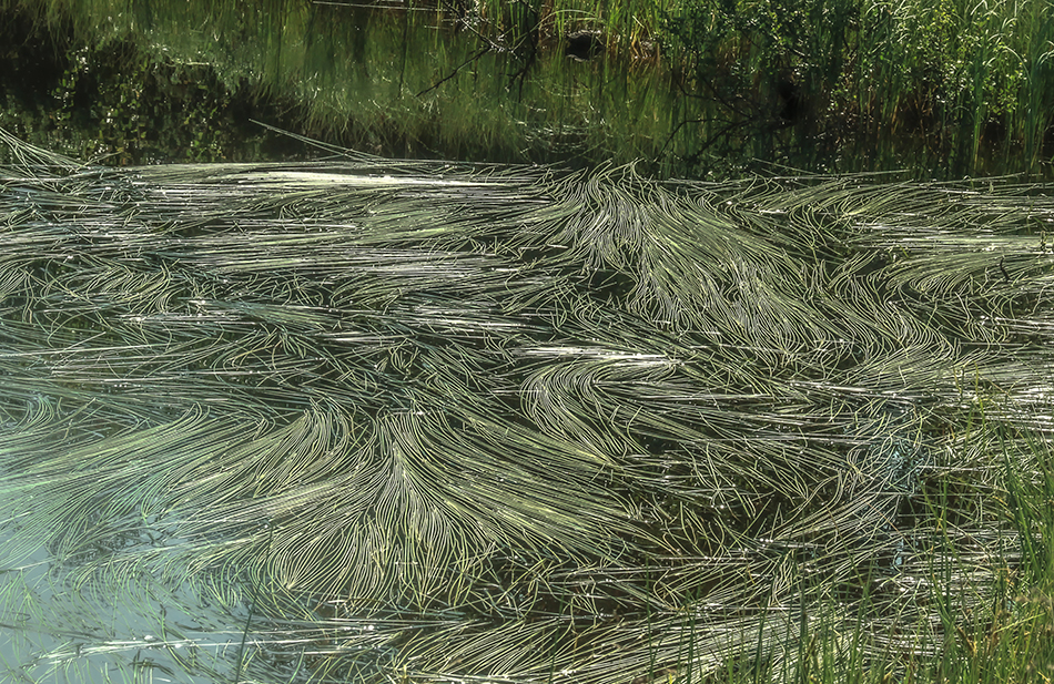 photo "Summer art on marsh" tags: nature, summer, water