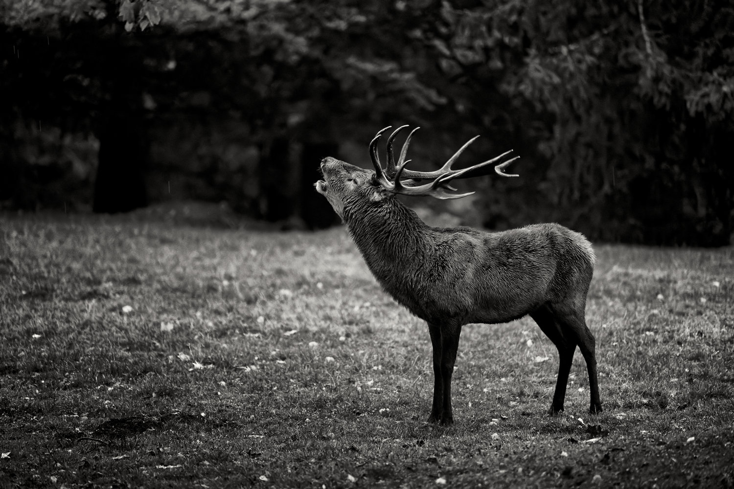 photo "***" tags: nature, Europe, autumn, forest, wild animals